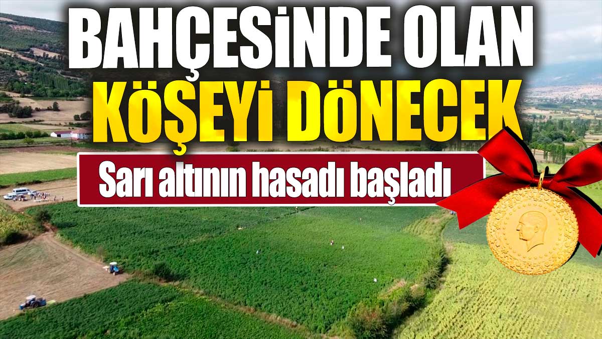 Bahçesinde olan köşeyi dönecek. Sarı altının hasadı başladı