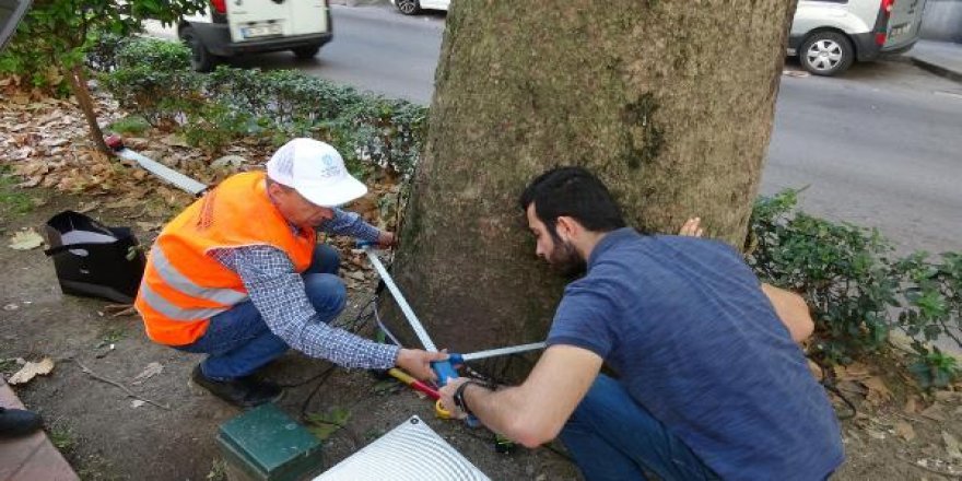 Asırlık çınarların tomogrofisini çekiyorlar!