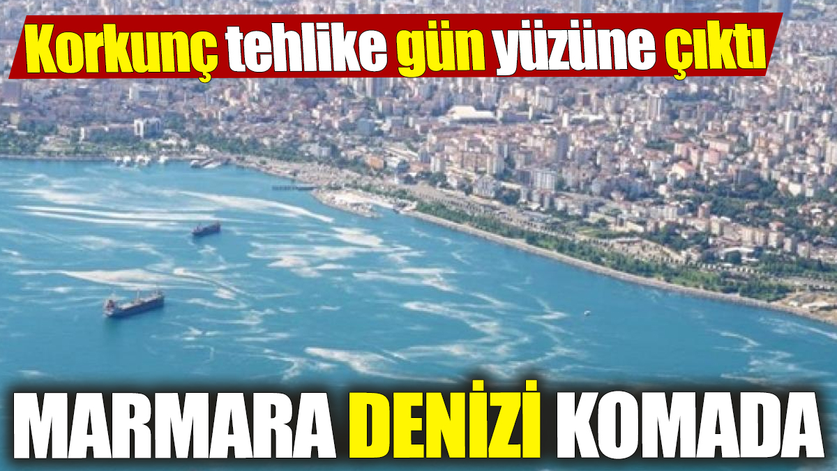 Marmara Denizi komada! Korkunç tehlike gün yüzüne çıktı