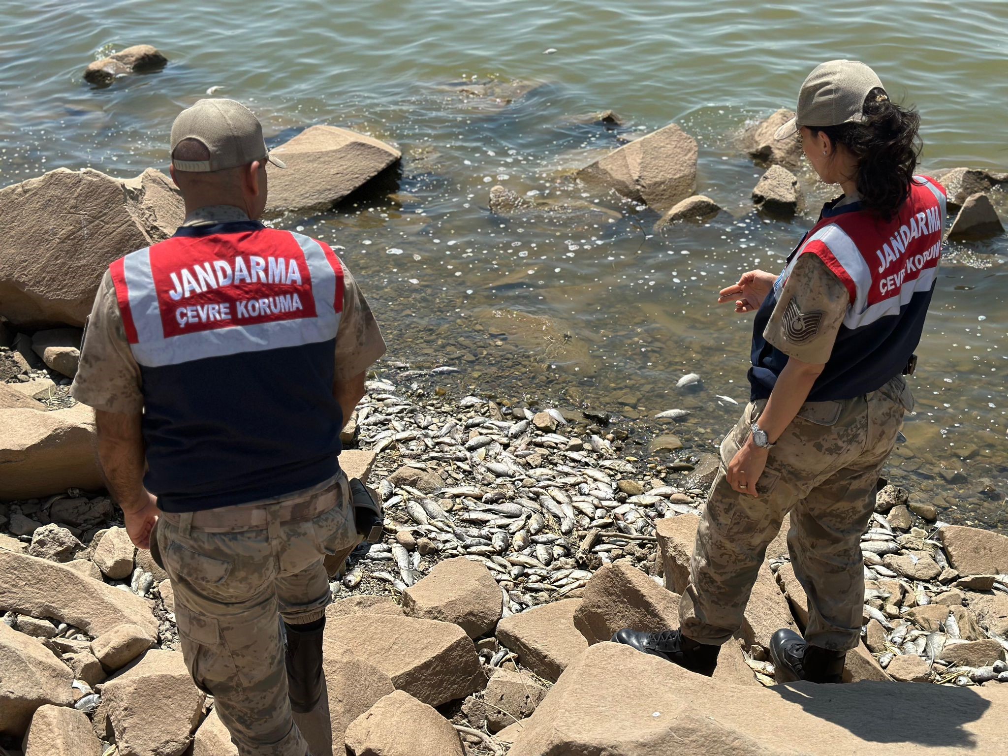 Çok sayıda ölü 'Asya Sazanı' bulundu