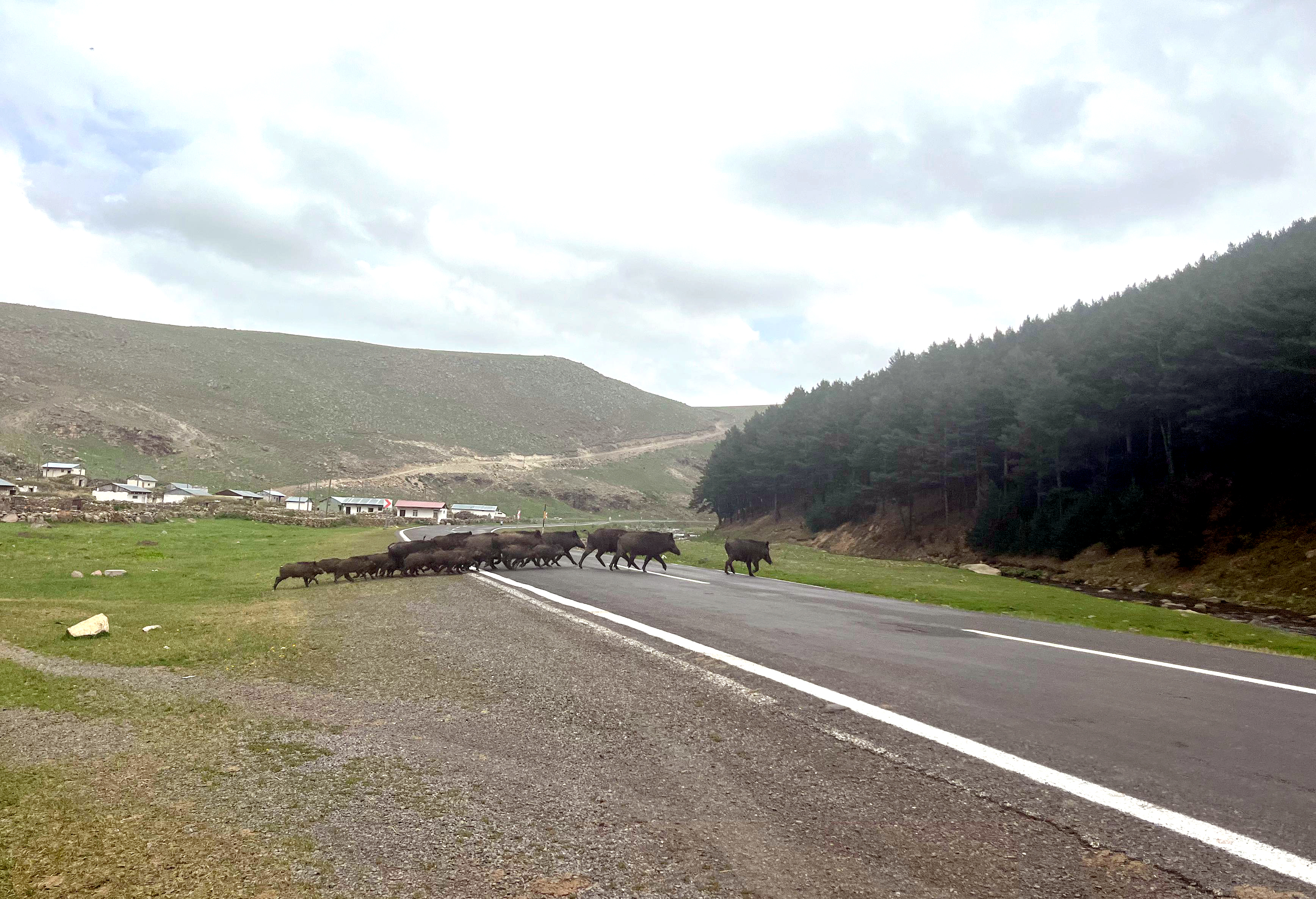 Kars'ta domuz sürüsü görüntülendi