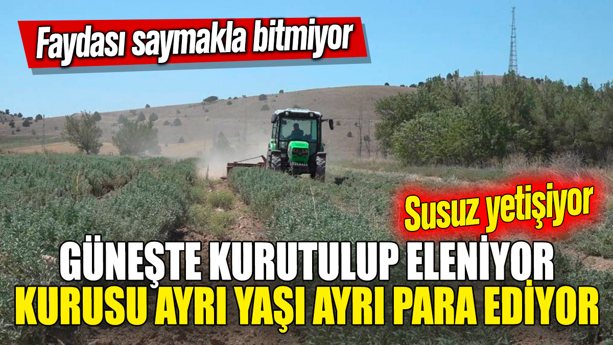 Güneşte kurutulup eleniyor! Kurusu ayrı, yaşı ayrı para ediyor! Susuz yetişiyor