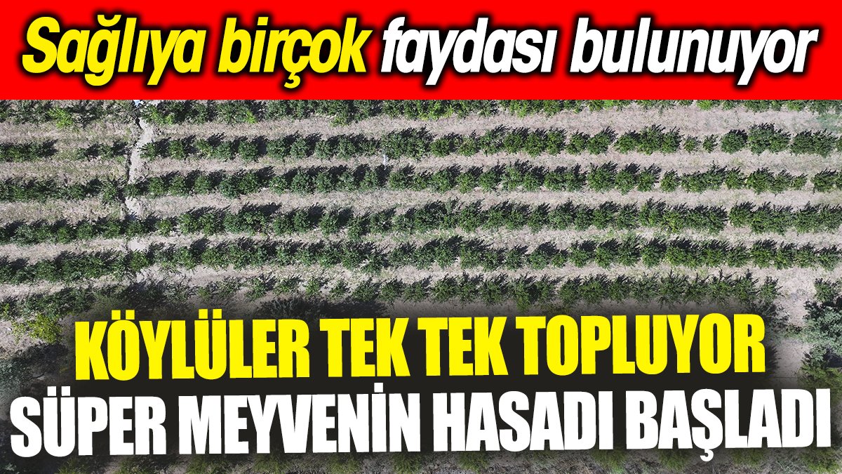 Köylüler tek tek topluyor Süper meyvenin hasadı başladı 'Sağlıya birçok faydası bulunuyor'