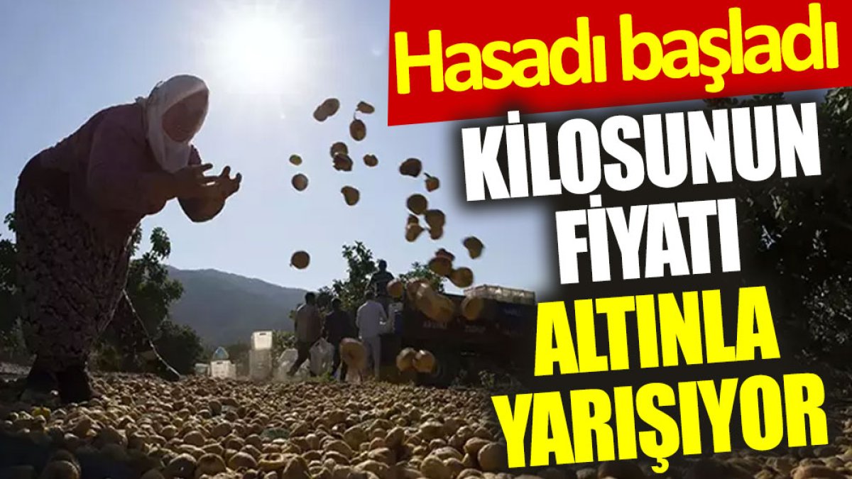 Hasadı başladı: Kilosunun fiyatı altınla yarışıyor