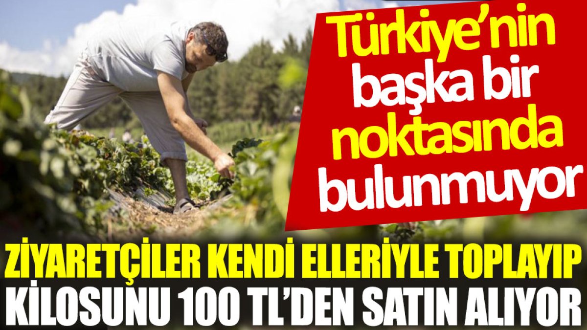 Ziyaretçiler kendi elleriyle toplayıp kilosunu 100 TL’den satın alıyor