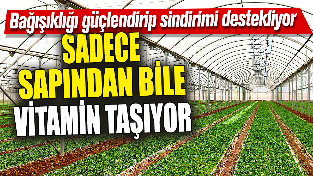 Sadece sapından bile vitamin taşıyor! Bağışıklığı güçlendirip sindirimi destekliyor