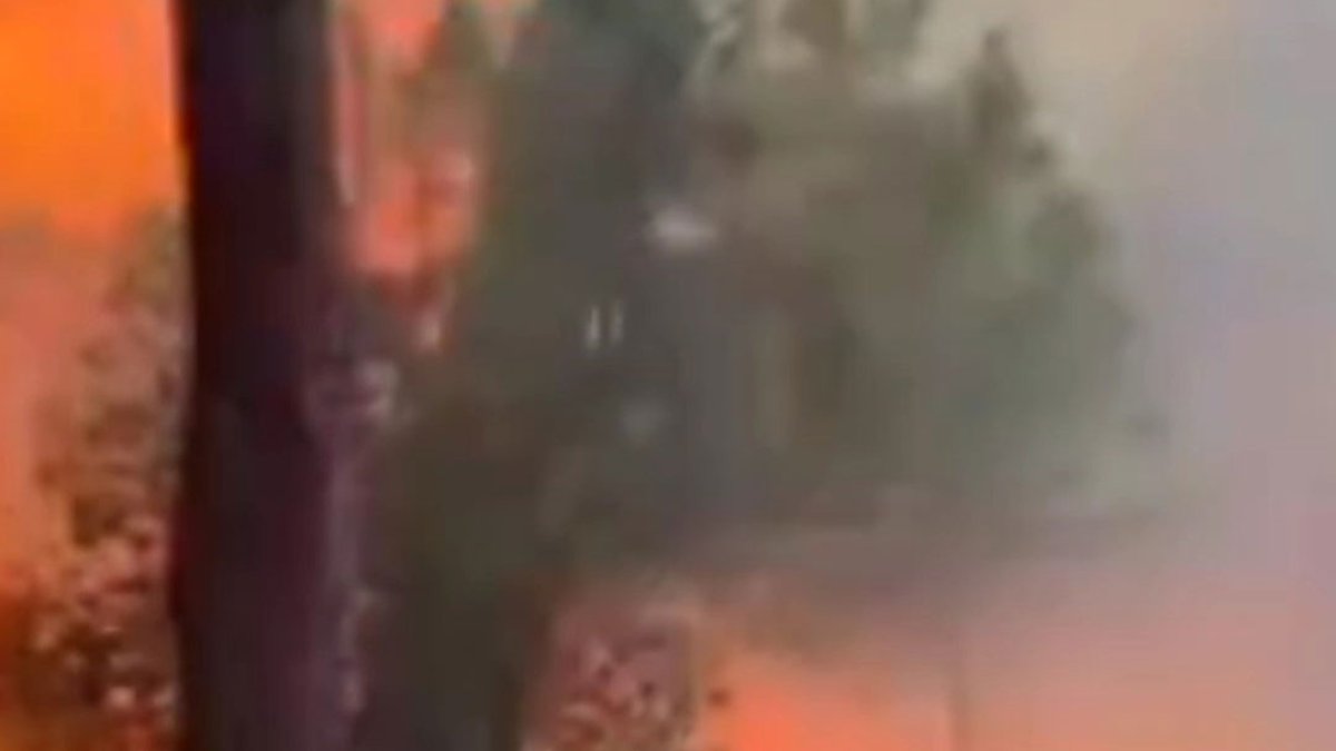 Beykoz'da ormanlık alanda yangın