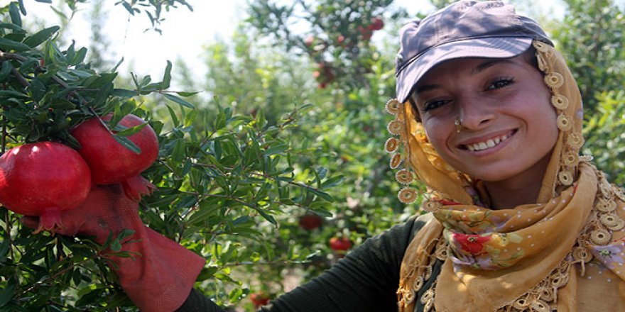 Silifke’de yılın ilk nar hasadı yapıldı