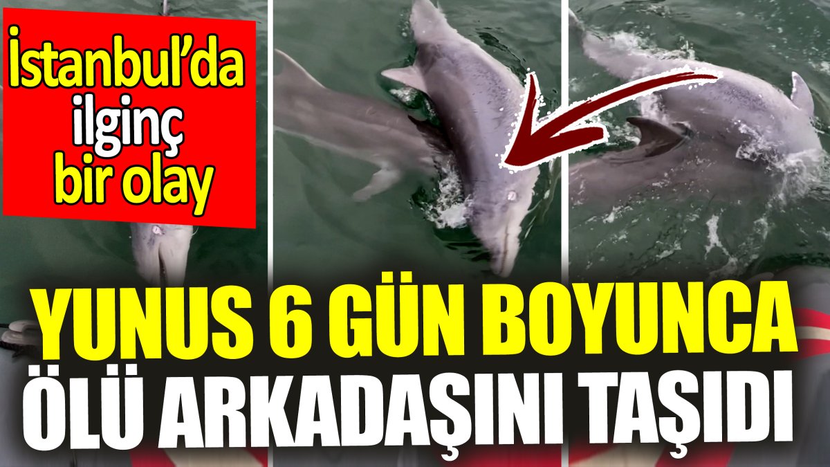 İstanbul’da ilginç bir olay: Yunus 6 gün boyunca ölü arkadaşını taşıdı