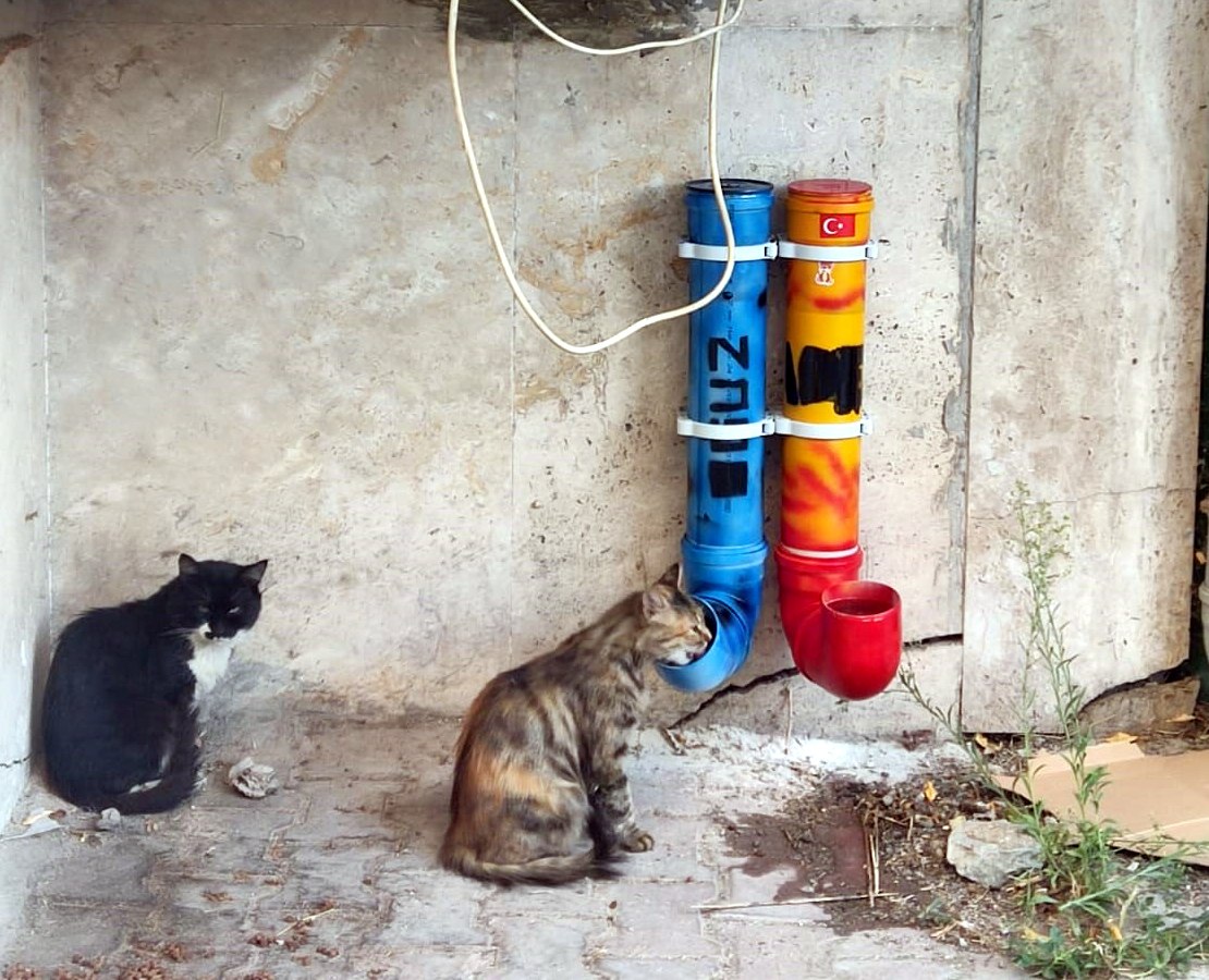 Kediler için renkli mama kapları hazırladı