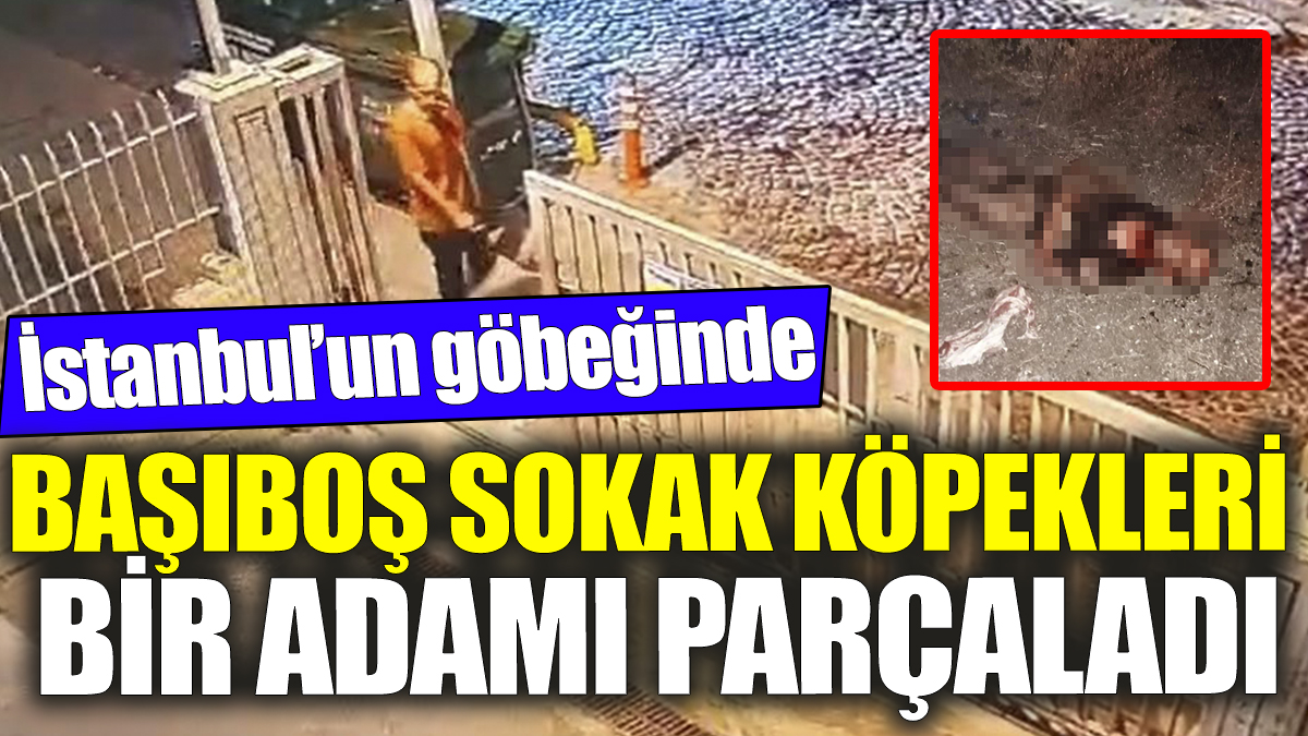 İstanbul’un göbeğinde başıboş sokak köpekleri bir adamı parçaladı!