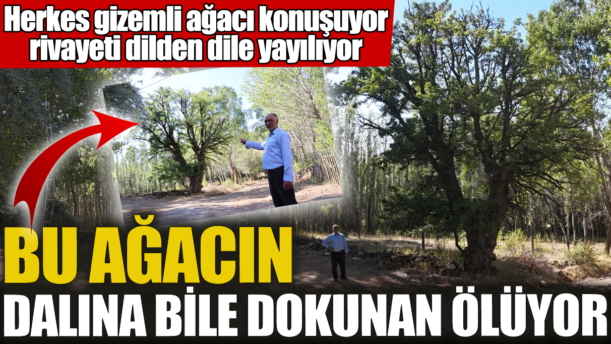 Bu ağacın dalına bile dokunan ölüyor! Herkes gizemli ağacı konuşuyor rivayeti dilden dile yayılıyor