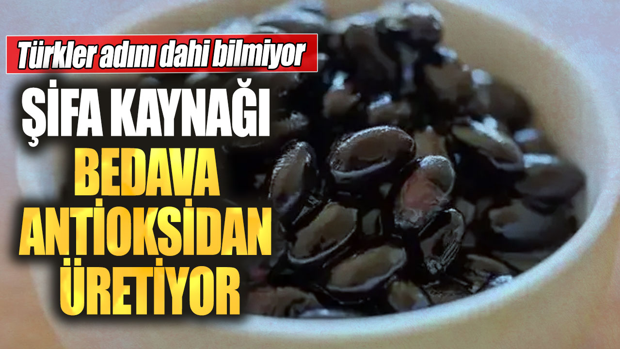 Türkler adını dahi bilmiyor! Şifa kaynağı bedava antioksidan üretiyor