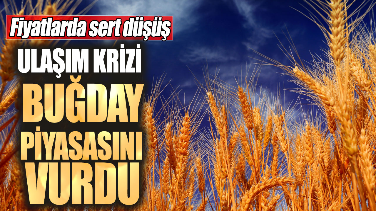 Ulaşım krizi buğday piyasasını vurdu! Fiyatlarda sert düşüş