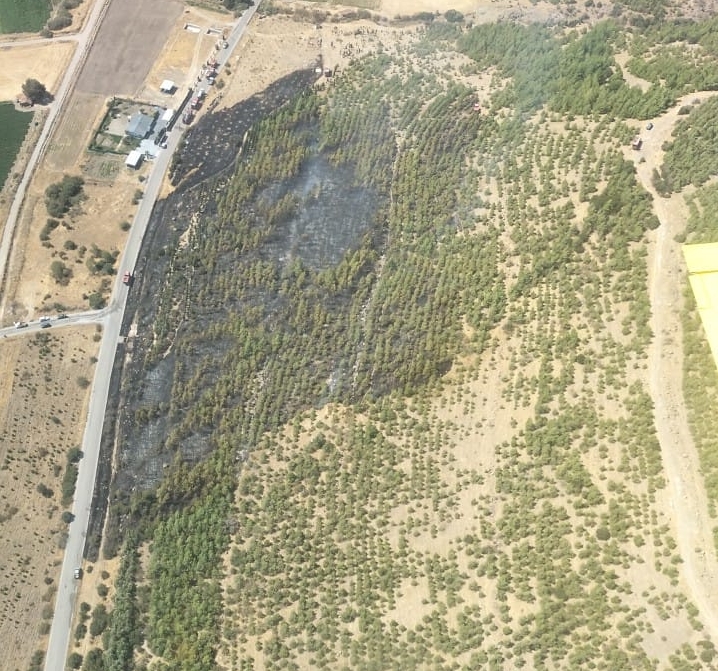 Bergama'da orman yangını