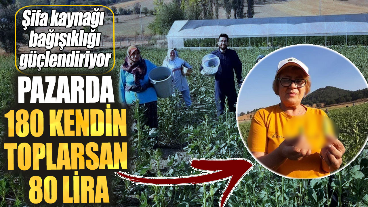 Pazarda 180 kendin toplarsan 80 lira! Şifa kaynağı bağışıklığı güçlendiriyor