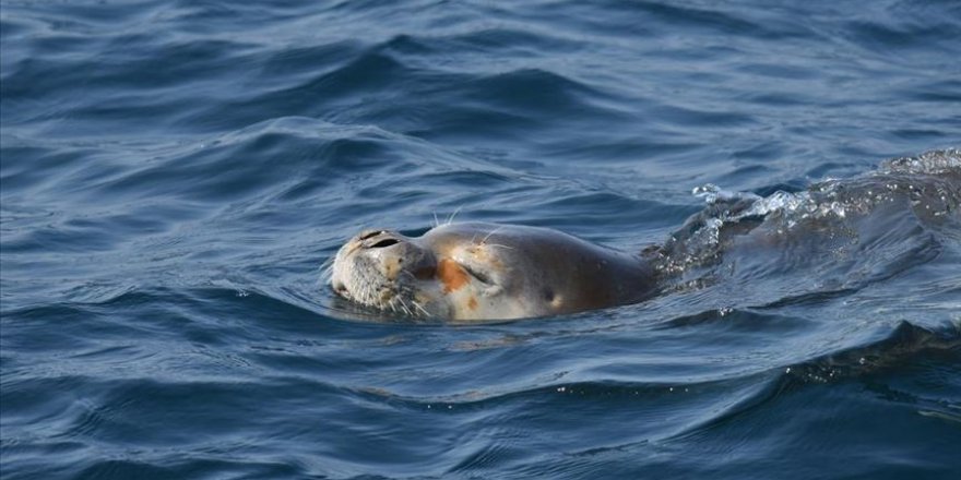 Balıkçılara 'Akdeniz foku' uyarısı