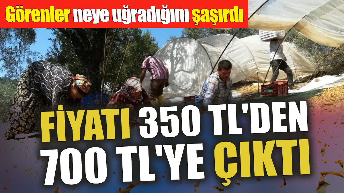 Fiyatı 350 TL'den 700 TL'ye çıktı. Görenler neye uğradığını şaşırdı