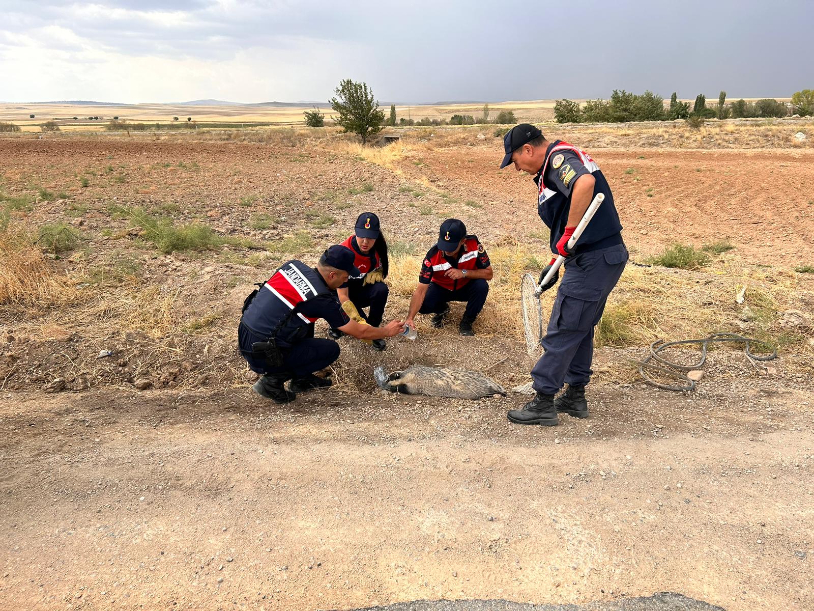 Kırıkkale'de yaralı bal porsuğu tedaviye alındı