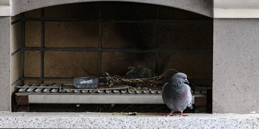 Terasına yuva yapan kuş için tadilata ara verdi