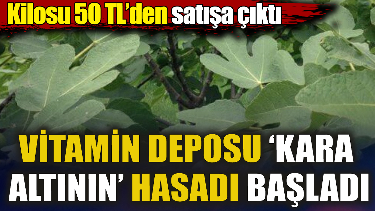 Vitamin deposu ‘kara altının’ hasadı başladı! Kilosu 50 TL’den satışa çıktı