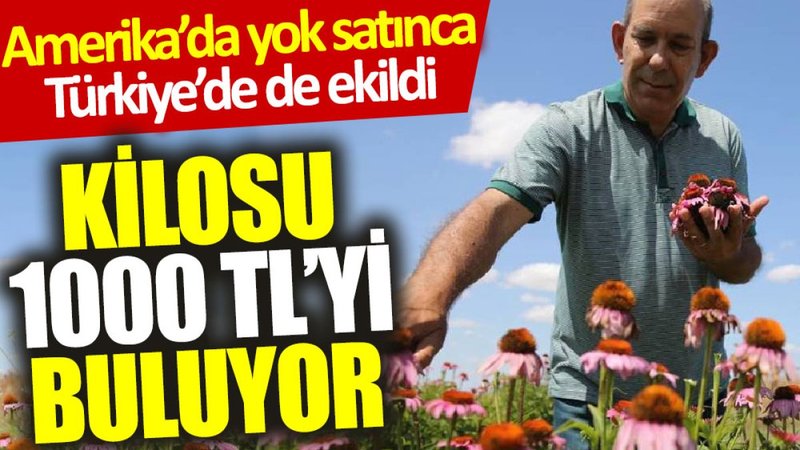 Amerika'da yok satınca Türkiye'de de ekildi: Kilosu 1000 TL’yi buluyor