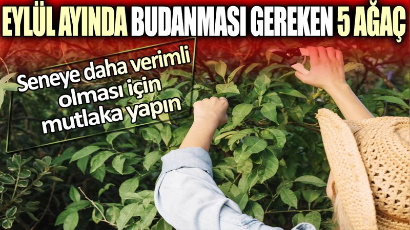 Eylül ayında budanması gereken 5 ağaç: Seneye daha verimli olması için mutlaka yapın