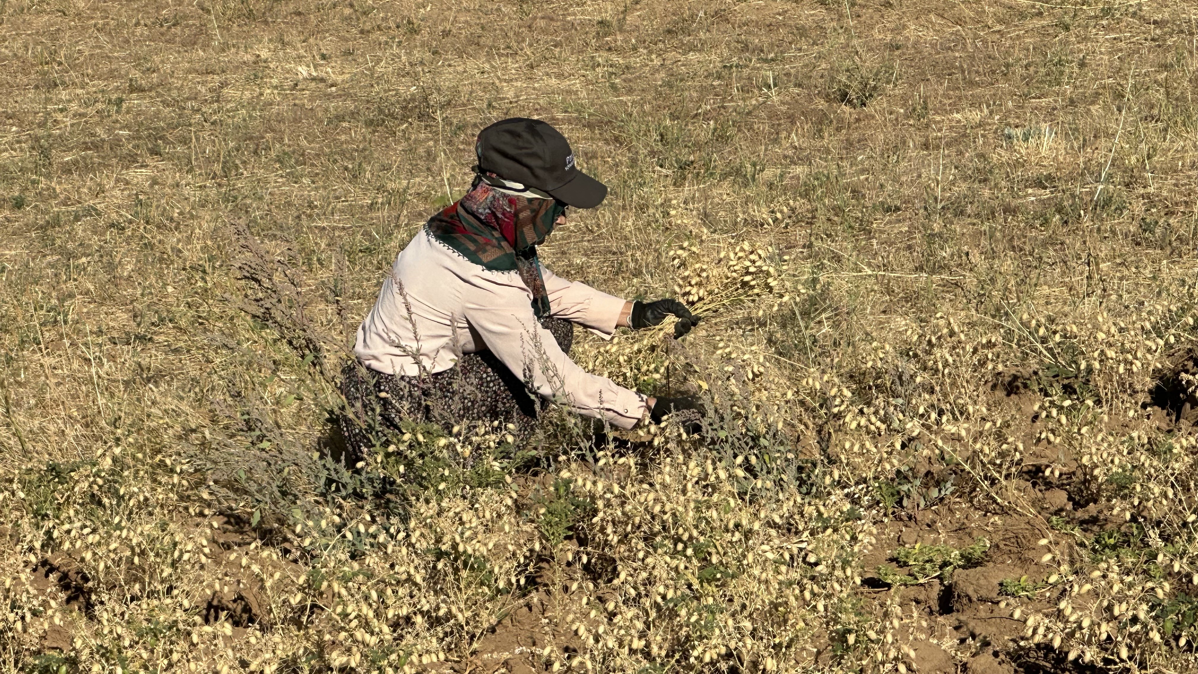 Kadınlar elleriyle hasat yaptı