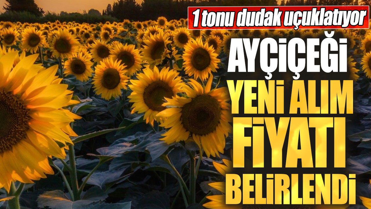 Ayçiçeği yeni alım fiyatı belirlendi! 1 tonu dudak uçuklatıyor