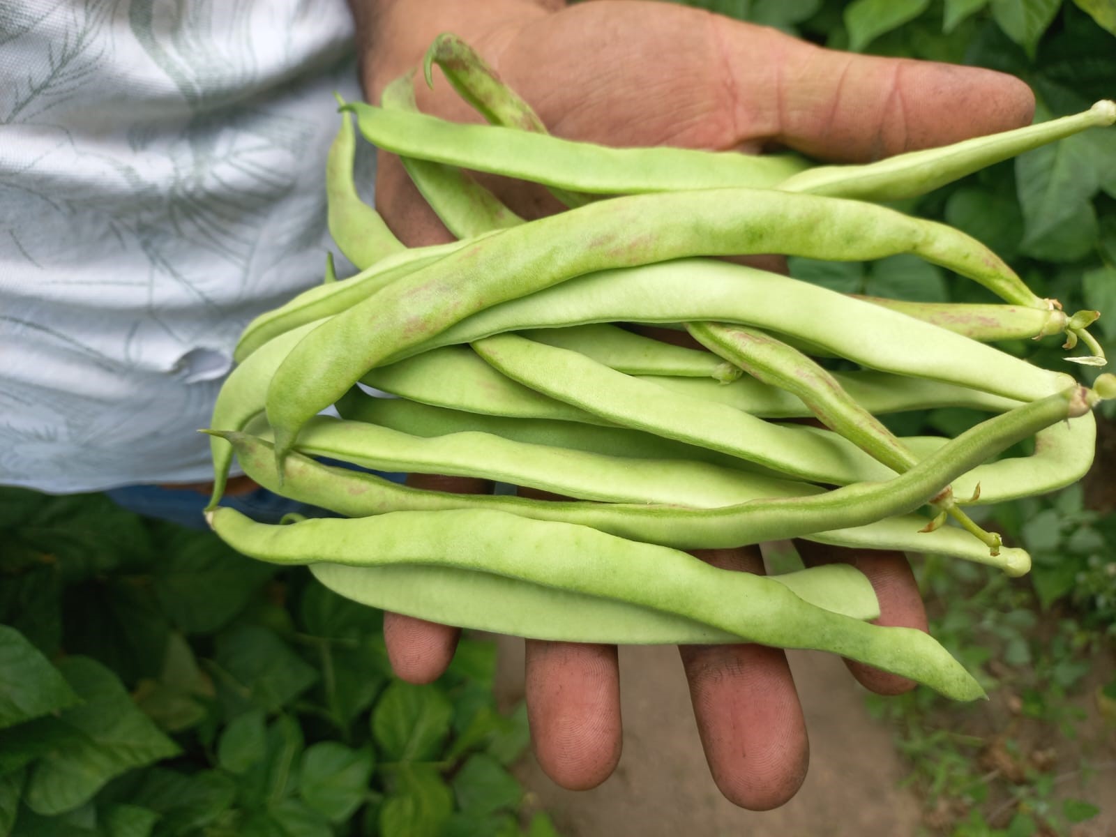 Yozgat’ta ata tohumu ile fasulye üretimi başladı