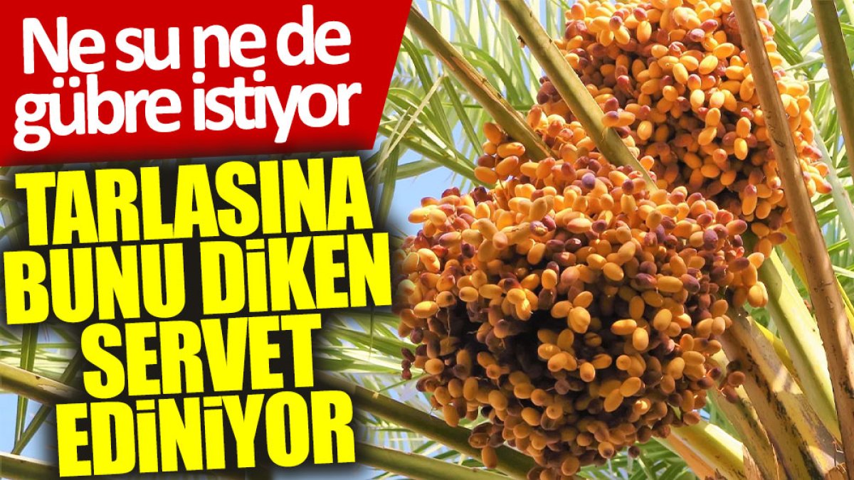 Tarlasına bunu diken servet ediniyor: Ne su ne de gübre istiyor