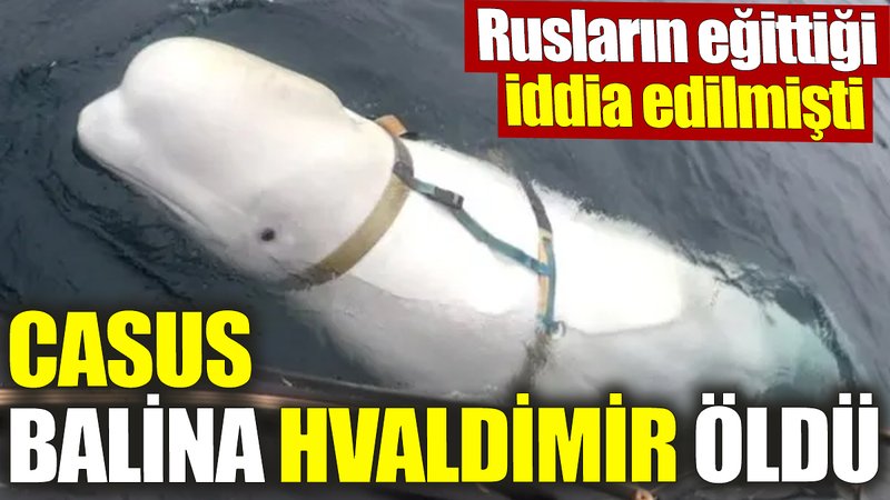 Casus balina Hvaldimir öldü! Rusların eğittiği iddia edilmişti