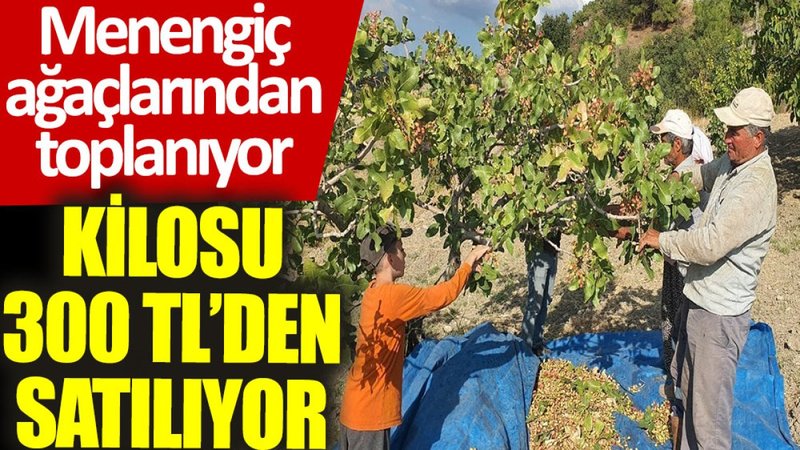 Menengiç ağaçlarından toplanıyor, kilosu 300 TL'den satılıyor