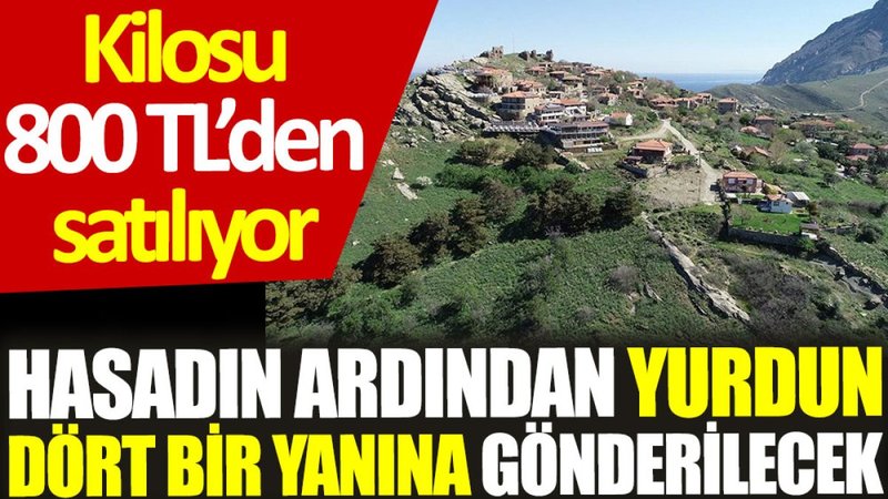 Kilosu 800 TL’den satılıyor: Hasadın ardından yurdun dört bir yanına gönderilecek