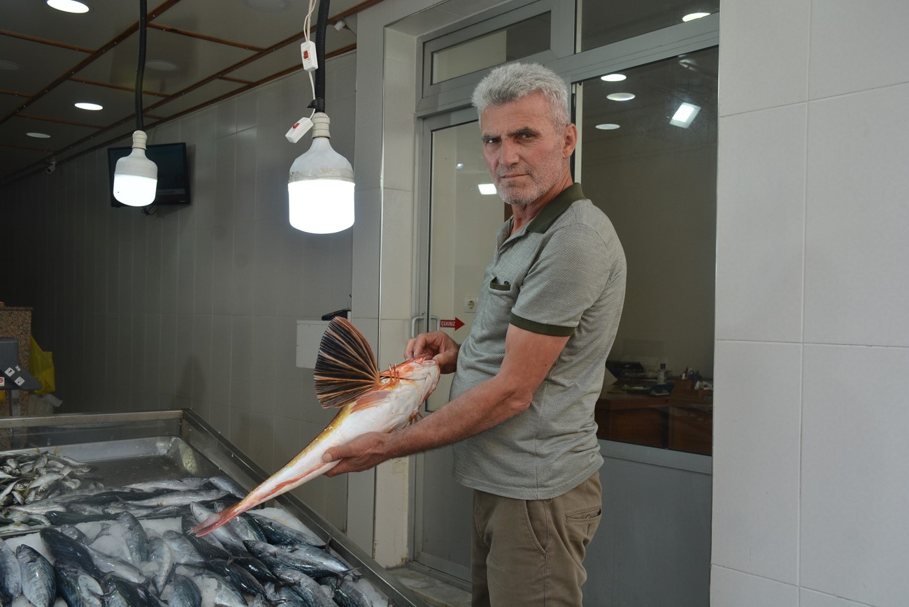 Sinop’ta 3,5 kiloluk kırlangıç balığı avlandı