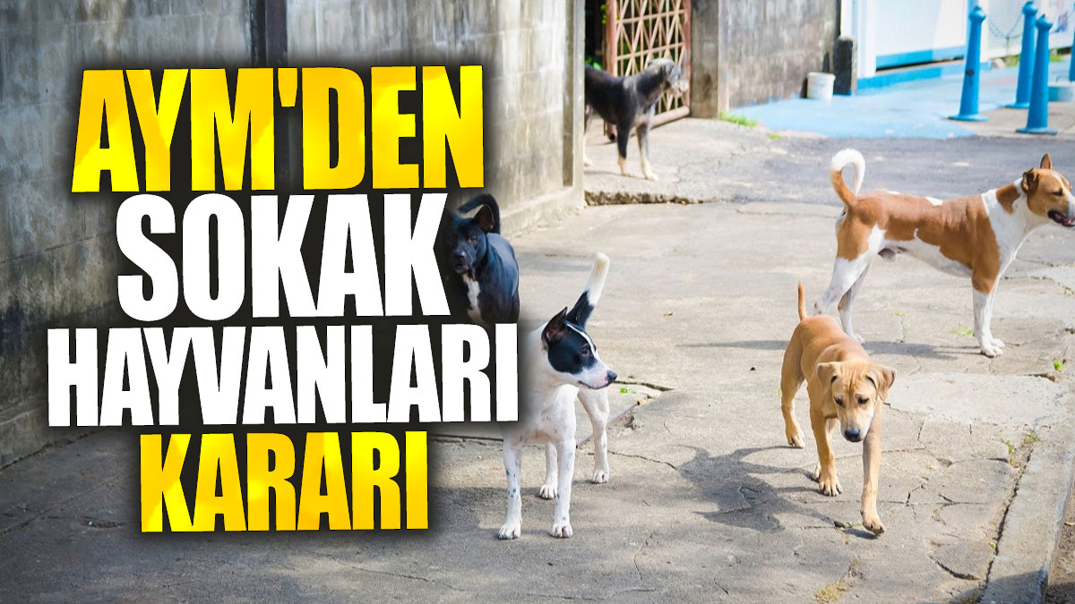 AYM'den sokak hayvanları kararı