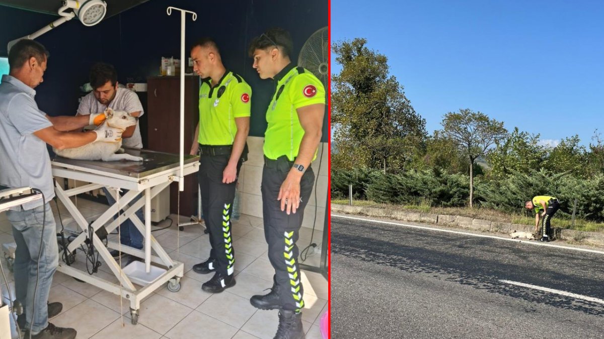 Yaralı köpeğe polis ekiplerinden yardım eli