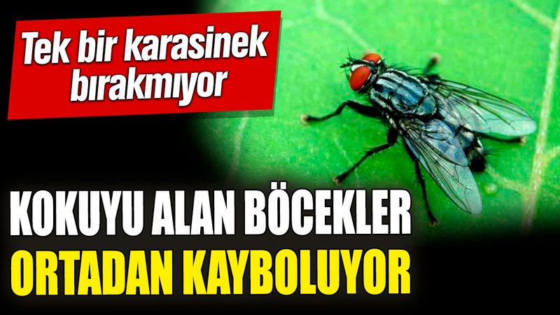 Tek bir karasinek bırakmıyor! Kokuyu alan böcekler ortadan kayboluyor