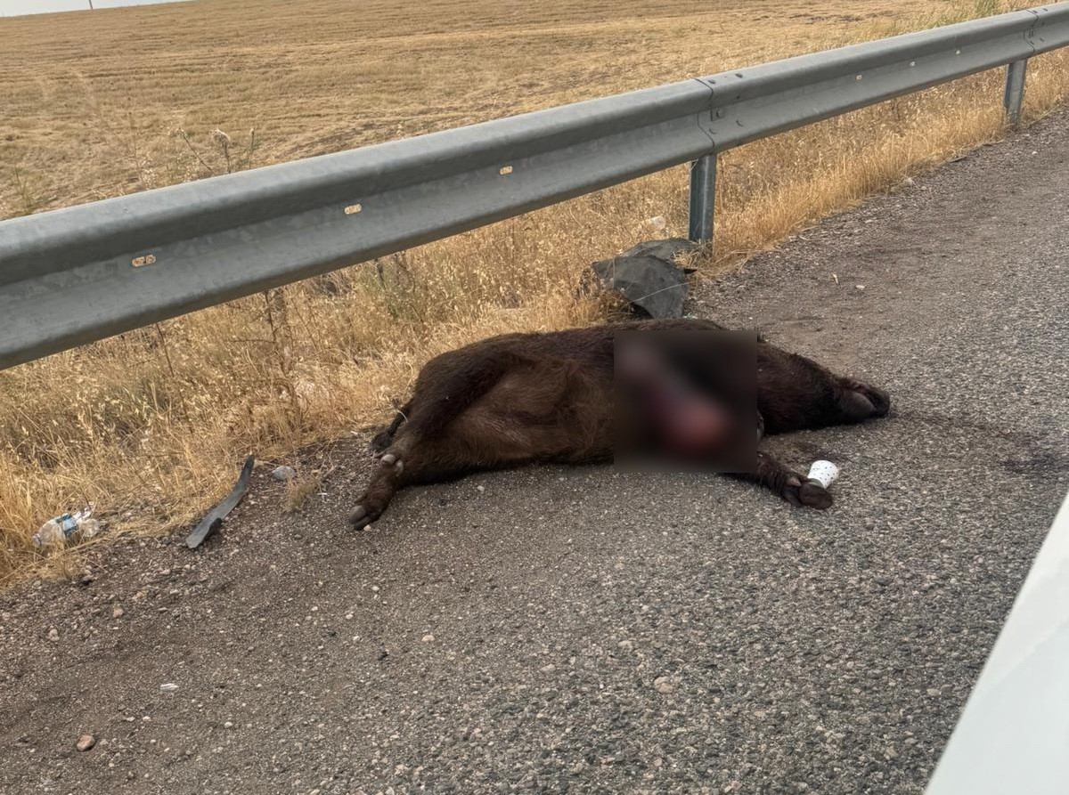 Domuz aniden yola çıkınca kaza yaşandı