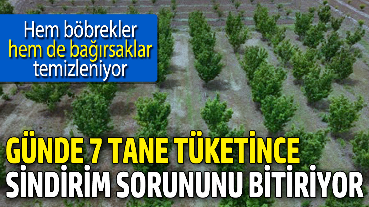 Günde 7 tane tüketince sindirim sorununu bitiriyor! Hem böbrekler hem de bağırsaklar temizleniyor