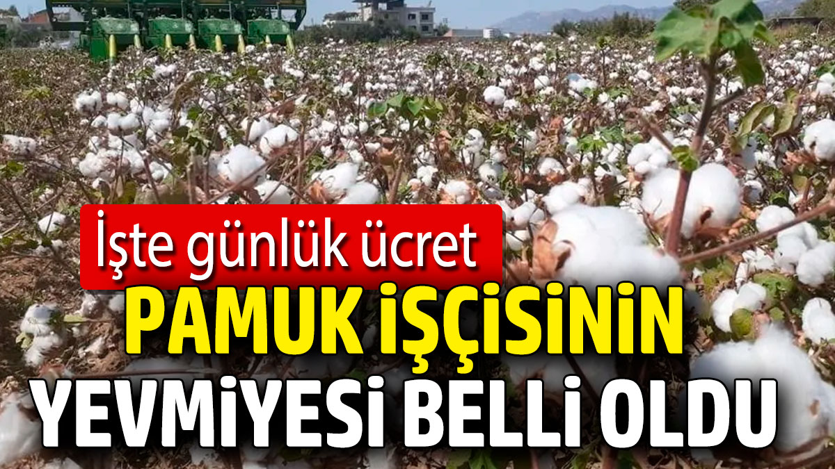 Pamuk işçisinin yevmiyesi belli oldu! İşte günlük ücret