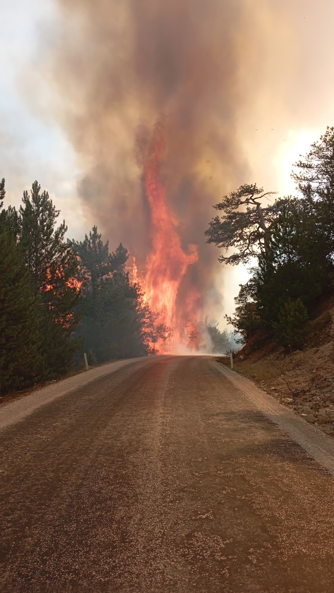 Bolu Göynük'te orman yangını
