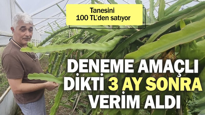 Deneme amaçlı dikti 3 ay sonra verim aldı. Tanesini 100 TL’den satıyor