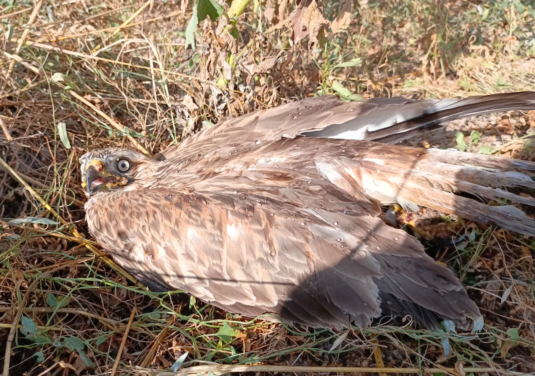Kızıl şahin tedavi altına alındı