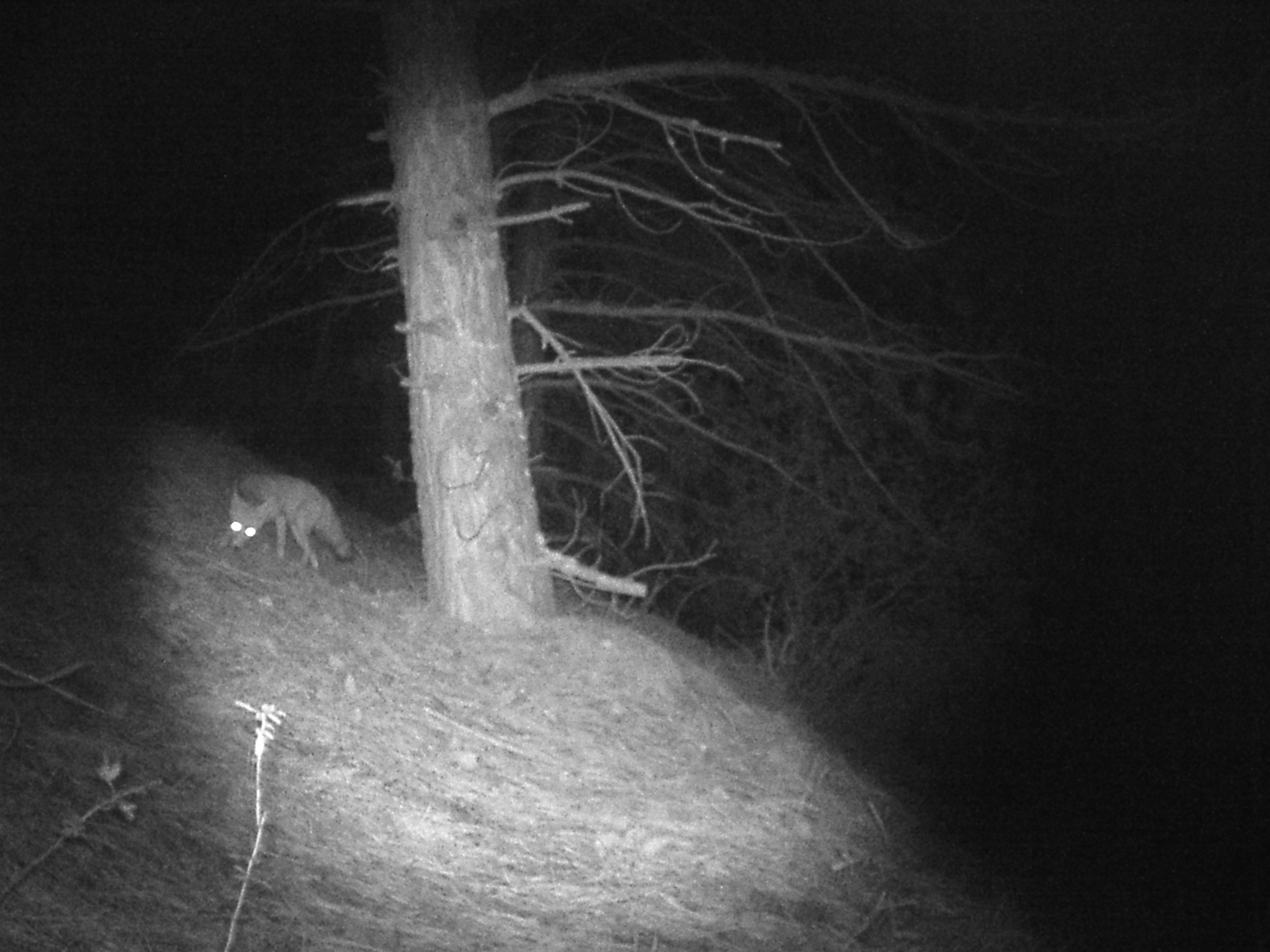Çankırı ve Yozgat'ta yaban hayatı çeşitliliği fotokapanlara yansıdı