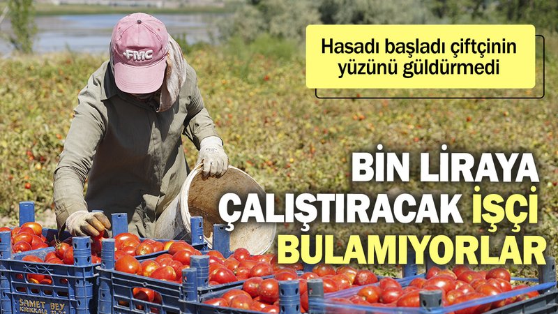 Bin liraya çalıştıracak işçi bulamıyorlar. Hasadı başladı çiftçinin yüzünü güldürmedi