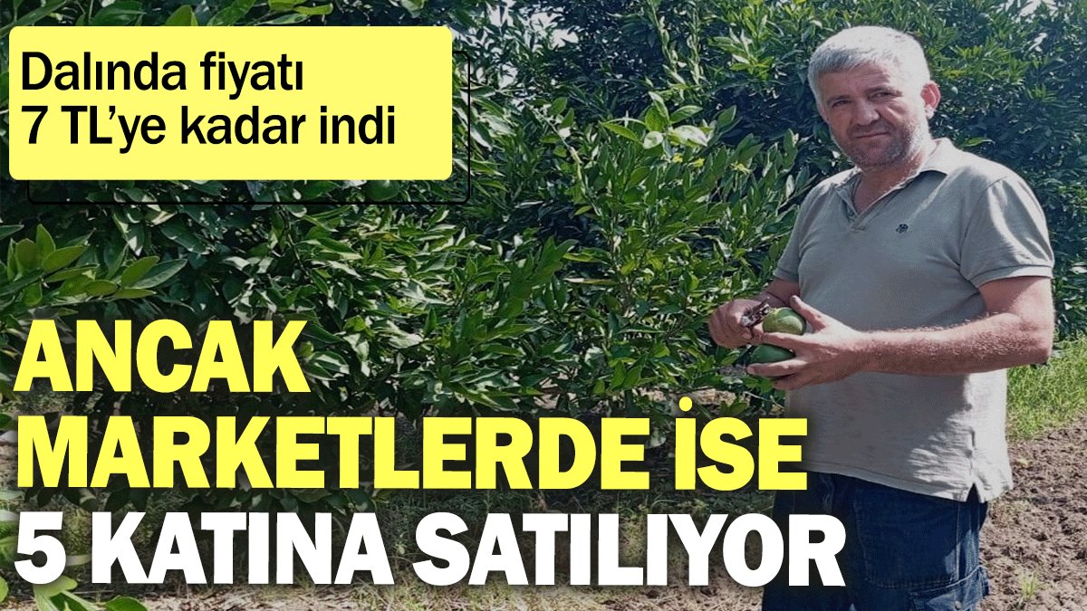 Dalında fiyatı 7 TL’ye kadar indi. Marketlerde ise 5 katına satılıyor