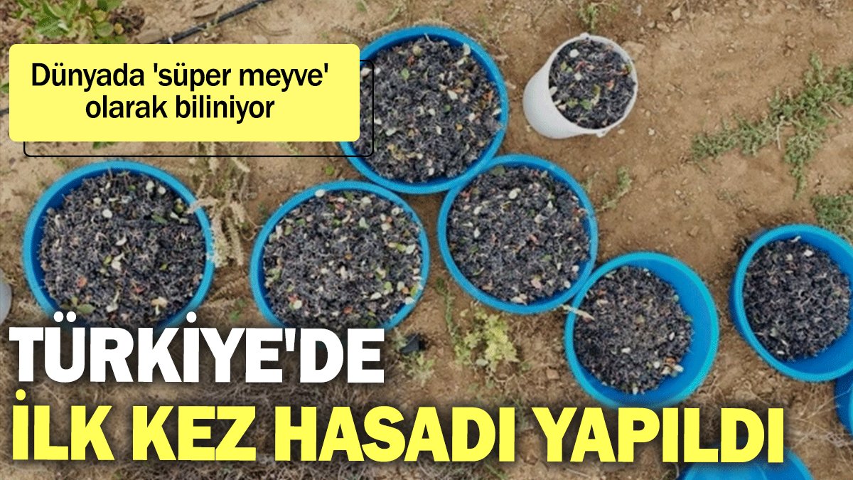 Türkiye'de ilk kez hasadı yapıldı: Dünyada 'süper meyve' olarak biliniyor