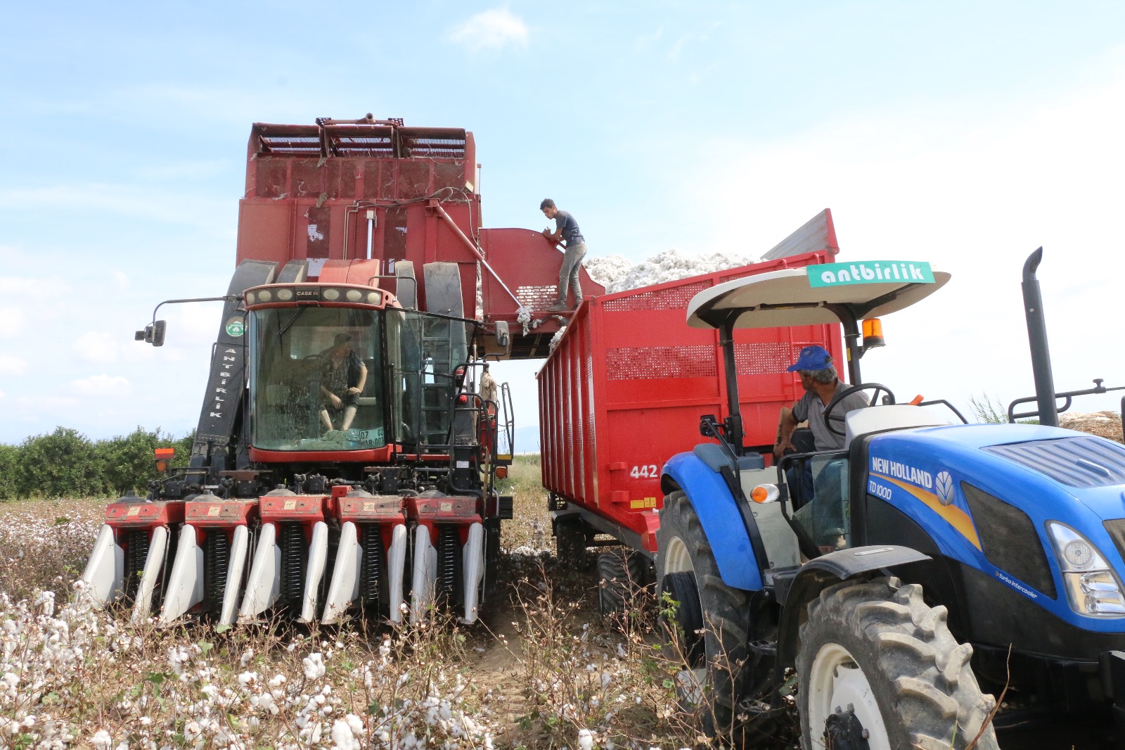 ANTBİRLİK pamuğun kaç liradan alınacağını açıkladı