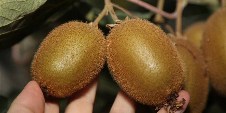 Ordu kivisi tescillendi